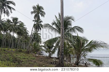 Ko Kut,thailand- February 26,2018: Coconut Palms On The Paradise Coconut Island