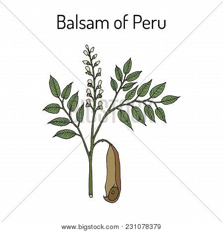 Balsam Of Peru Myroxylon Balsamum , Medicinal Plant. Hand Drawn Botanical Vector Illustration