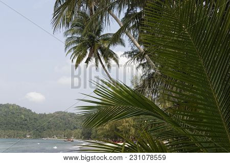 Ko Kut,thailand- February 26,2018: Coconut Palms On The Paradise Coconut Island