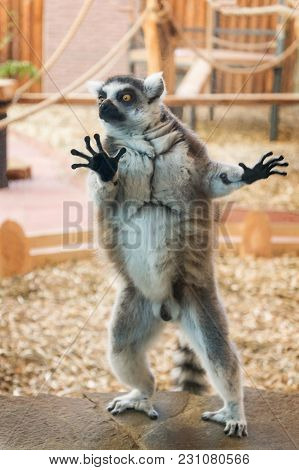 One Tailed Lemur On Brown Stone Plate