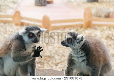 Two Intilligent Lemur On Brown Stone Plate