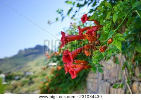 Climbing The Fence Kampsis With Beautiful Orange Flowers On A Blurred Landscape Background.
