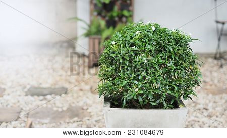 Gerdenia Crape Jasmine Flower In Cement Pot