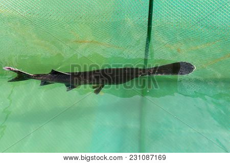 Paddlefish Swimming In The Pool On The Farm. Fish