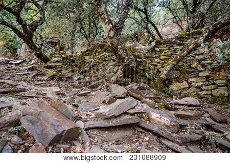 Detail Of Nature Overcomes Human Constructions With Destroyed Walls