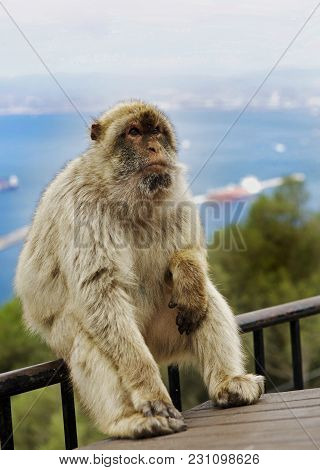 Large Barbary Macaque Image & Photo (Free Trial) | Bigstock