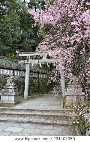 Kyoto, Japan - April 16, 2012: Hachi Shrine With Cherry Blossoms In Kyoto, Japan. The Shrine Is Loca