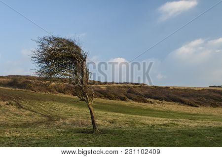 Lovely Isolated Tree Beaten By Strong Wind