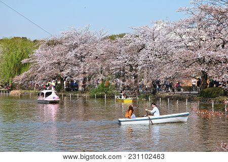 Tokyo, Japan - April 12, 2012: Visitors Enjoy Cherry Blossoms (sakura) In Ueno Park, Tokyo. Ueno Par