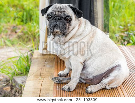 Pug Dog Sitting Outside On The Wooden Floor.