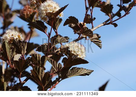 The Flowers Of Eastern Ninebark With Purple Leaves .