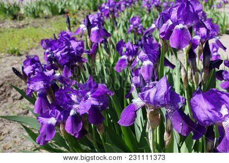 German Irises In Full Bloom In Spring