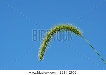 A Giant Foxtail Weed Against A Blue Sky