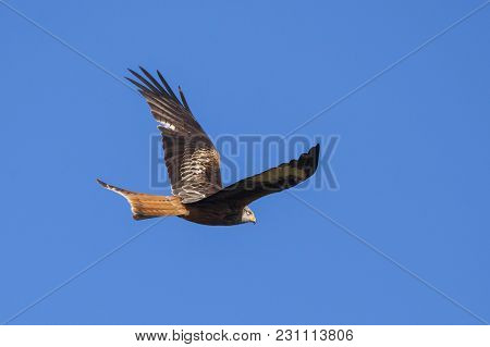 Red Kite (milvus Milvus) With Spread Wings In Flight With A Blue Sky Background