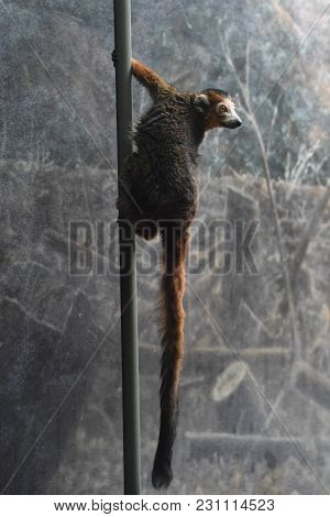 Crowned Lemur Eulemur Coronatus Grasping Onto The Side Of A Pole