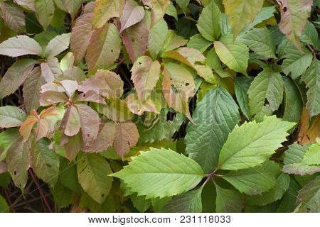 Green And Reddish Leaves Of Virginia Creeper