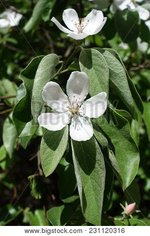 Green With Dense Grey-white Pubescence Leaves And White Flowers Of Quince