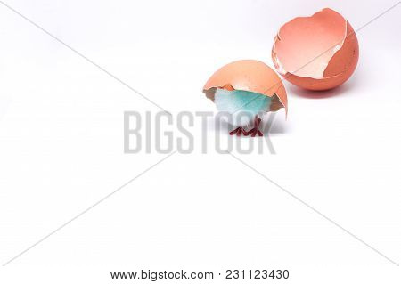 Isolated Blue Chicken Sitting In A Shell On The Background Of A Broken Shell. Concept Of Easter