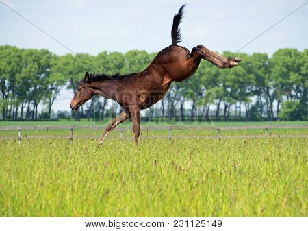 The Young Foal Kicks On A Pasture Playing