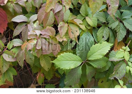 Multicolored Foliage Of Parthenocissus Quinquefolia In Autumn