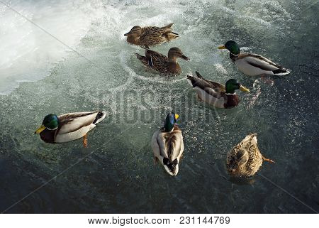 Wild Ducks Mallards Winterings In The Open Water In The Middle Of The Ice Next To A Small Waterfall