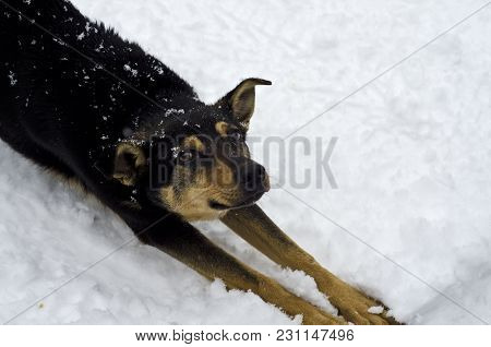 A Funny Dog Stretches In The Snow, Puts His Paws Forward And Everything In The Snow.