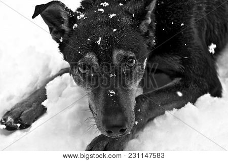 A Funny Dog In The Snow, Puts His Paws Forward And Everything In The Snow Closeup