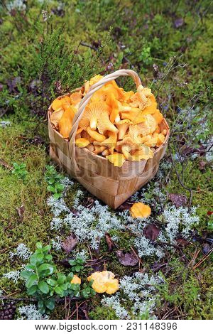 Chanterelle Is Delicious And Healthy Raw Material For Food