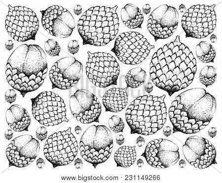 Tropical Fruits, Illustration Of Hand Drawn Bunch Of Sketch Rattan Fruits Isolated On A White Backgr