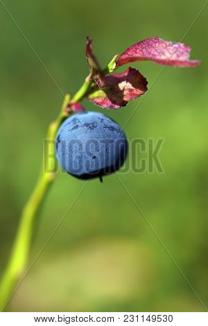 Blueberry Is A Healthy Forest Marsh. Summer