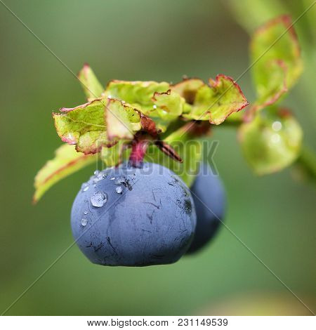 Blueberry Is A Healthy Forest Marsh. Summer
