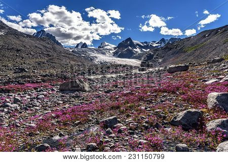 Bright Pink Flowers Of Willow-tea (ivan-tea) On Rocks On The Background Of Mountains, River, Glacier