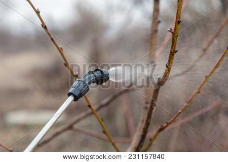 Sprinkling Of Trees With Fungicide