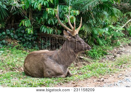 Sambar Deer Relaxing On The Lawn. Sambar Is A Large Deer Living In The Indian Subcontinent, Southern