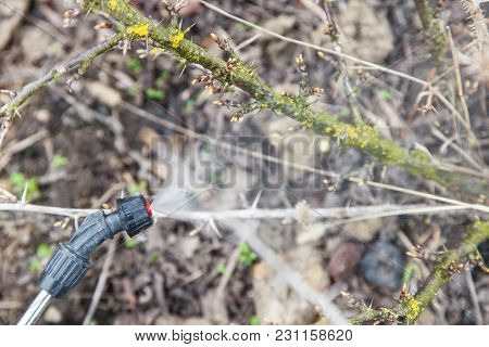Sprinkling Of Gooseberry With Fungicide