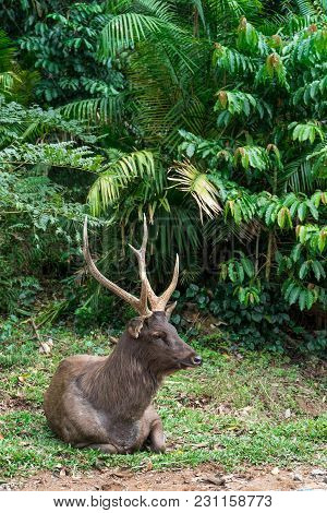 Sambar Deer Relaxing On The Lawn. Sambar Is A Large Deer Living In The Indian Subcontinent, Southern