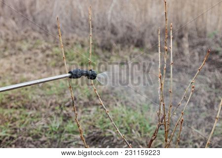 Sprinkling Of Currant With Fungicide