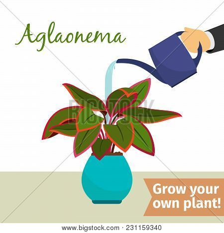 Hand With Watering Can Pours Aglaonema Vector Illustration For Flower Shop