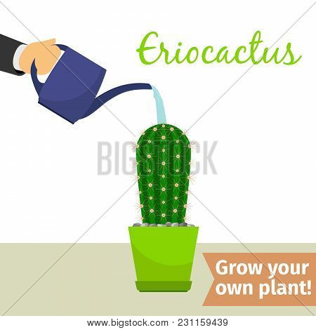 Hand With Watering Can Pours Eriocactus Vector Illustration For Flower Shop