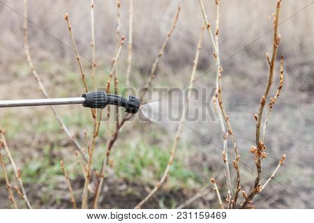 Sprinkling Of Currant With Fungicide