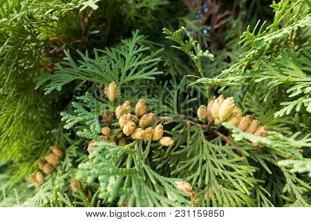 Seed Cones Of Thuja Occidentalis In September