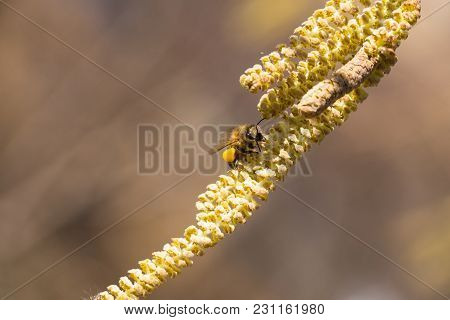 Bee Collects Pollen On Hazel
