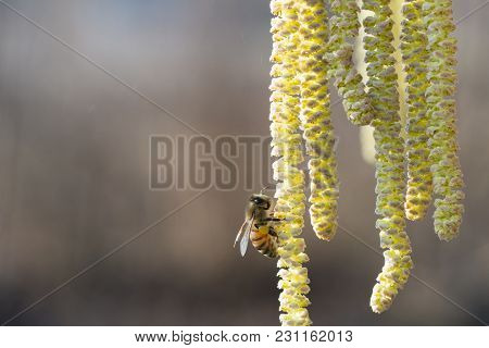 Bee Collects Pollen On Hazel