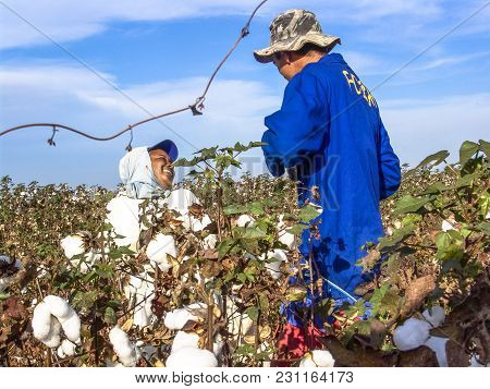 Leme, Sao Paulo, Brazil, May 10, 2005. Worker Makes Manual Cotton Harvesting On A Plantation In The 