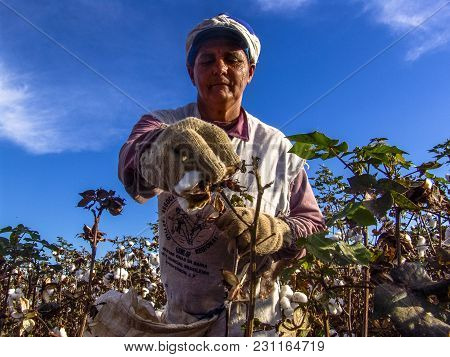 Leme, Sao Paulo, Brazil, May 10, 2005. Worker Makes Manual Cotton Harvesting On A Plantation In The 