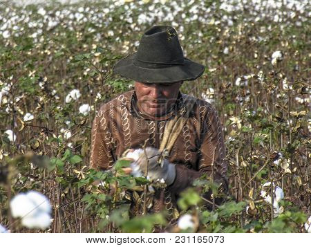 Leme, Sao Paulo, Brazil, May 10, 2005. Worker Makes Manual Cotton Harvesting On A Plantation In The 