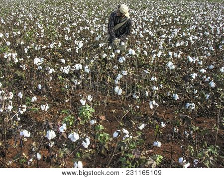 Leme, Sao Paulo, Brazil, May 10, 2005. Worker Makes Manual Cotton Harvesting On A Plantation In The 