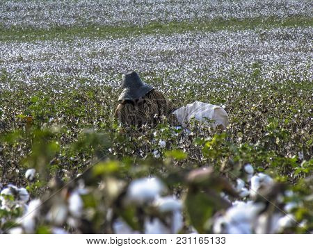 Leme, Sao Paulo, Brazil, May 10, 2005. Worker Makes Manual Cotton Harvesting On A Plantation In The 