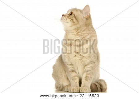 Cinzento gato escocês