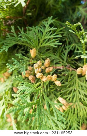 Slender Brown Seed Cones Of Thuja Occidentalis